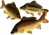 Продукция рыбоводства