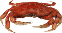 Животные морские, ракообразные