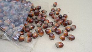 Желудь 2,5 см